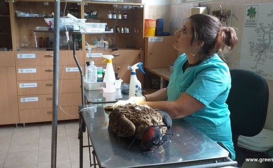 Бракониери простреляха с 16 сачми царски орел край Ямбол